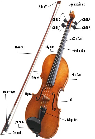 Cấu tạo của đàn Violin gồm những gì?